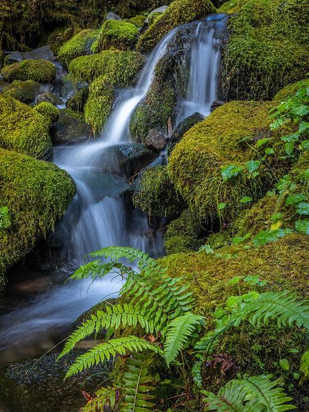 Jaynes Gallery 아티스트의 USA-Washington State-Olympic National Park Cedar Creek cascades through moss- covered boulders작품입니다.